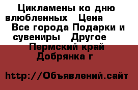 Цикламены ко дню влюбленных › Цена ­ 180 - Все города Подарки и сувениры » Другое   . Пермский край,Добрянка г.